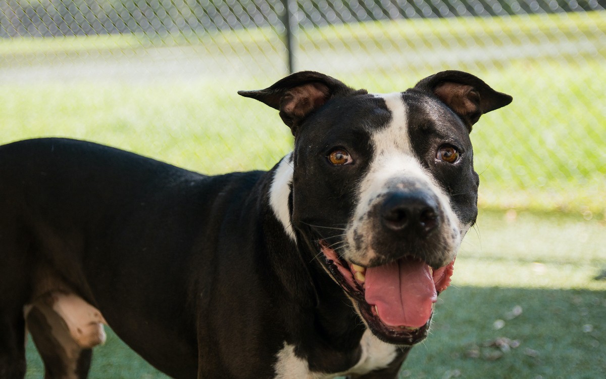 Book an appointment to meet Magic at the Orange County Animal Shelter