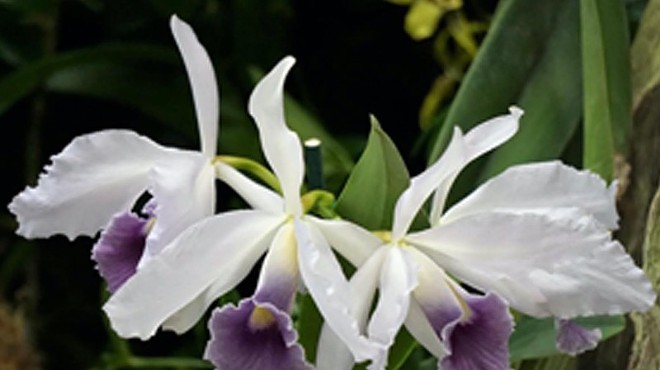 Central Florida Orchid Society Monthly Meeting
