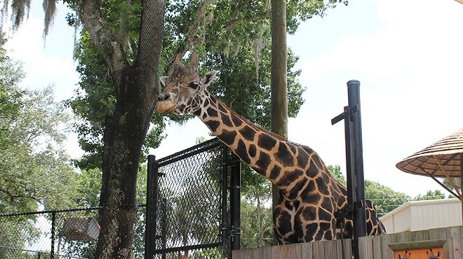 Sanford's Central Florida Zoo suffered from heavy flooding after Hurricane Ian swept through the state.