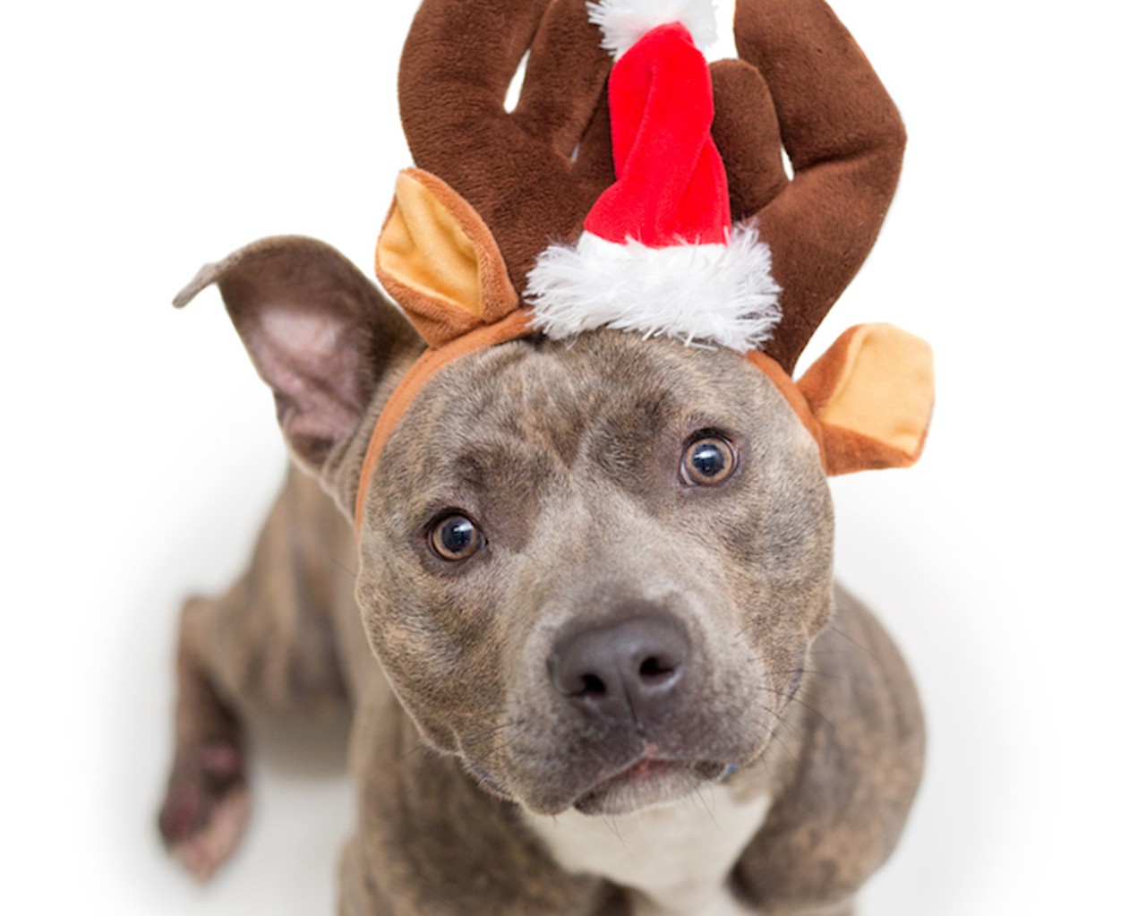 Check out the the pups of winter, the adoptable dogs of Orange County
