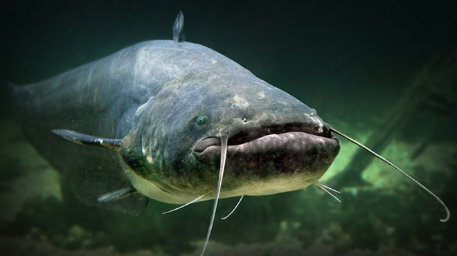 Child stabbed in chest by catfish in Florida freak accident