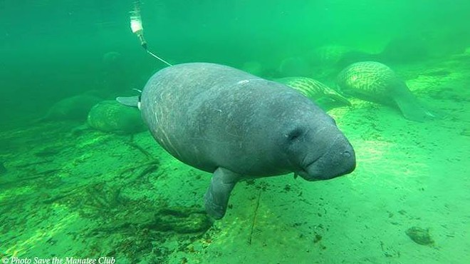 Now would be a great time to brave the cold and check out the manatees at Blue Spring State Park in Orange City
