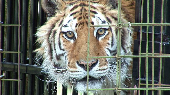 The tiger that tore into the arm of a volunteer at Tampa's Big Cat Rescue today was also among a group of tigers that ate a guy's arms in 2018