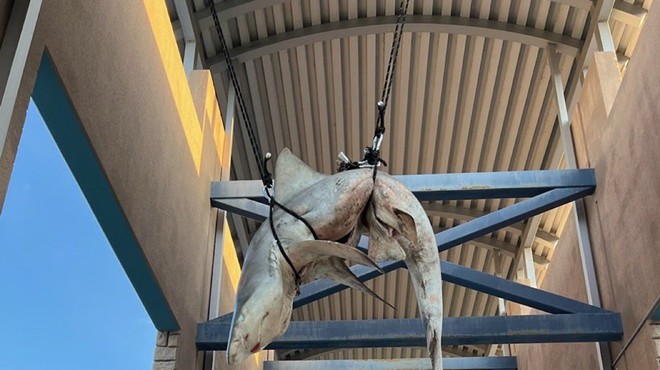 Dead shark hung from rafters of Florida high school in apparent senior prank
