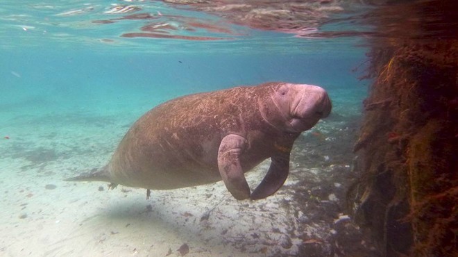 Decompress with this video of a manatee ripping a massive fart
