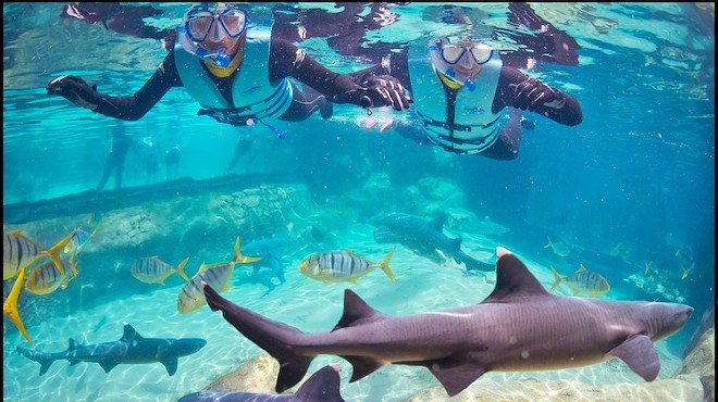 Swim with the fishes (sharks) at Discovery Cove