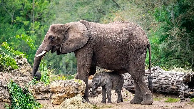 Disney's Animal Kingdom welcomes new baby elephant Corra