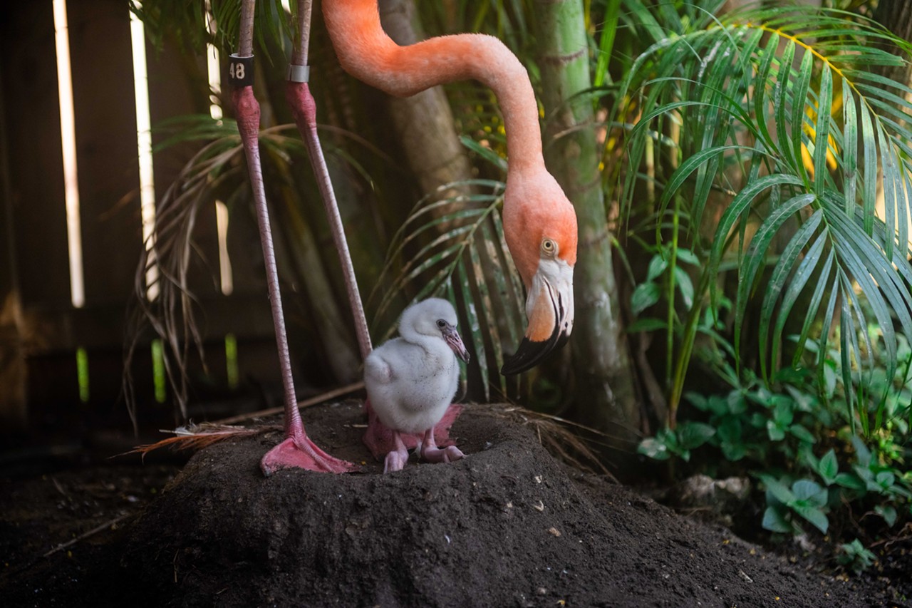 Dolphin park Discovery Cove welcomes first baby pink flamingo