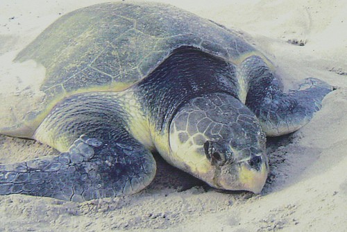 Endangered, hypothermic sea turtles gladdened at humans' disregard for evolution