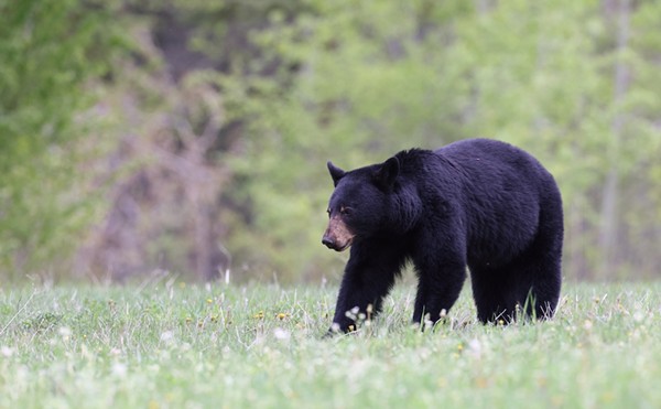 Environmental groups urge DeSantis to veto Florida bill that allows killing bears in self defense