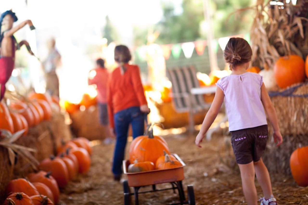 Visit a local pumpkin patch
A classic good time for all ages, pumpkin patches are set to open this fall throughout central Florida. Some offer the bare necessities (plenty of pumpkins to pick), while others go all out with hay rides, apple cider and entertainment.