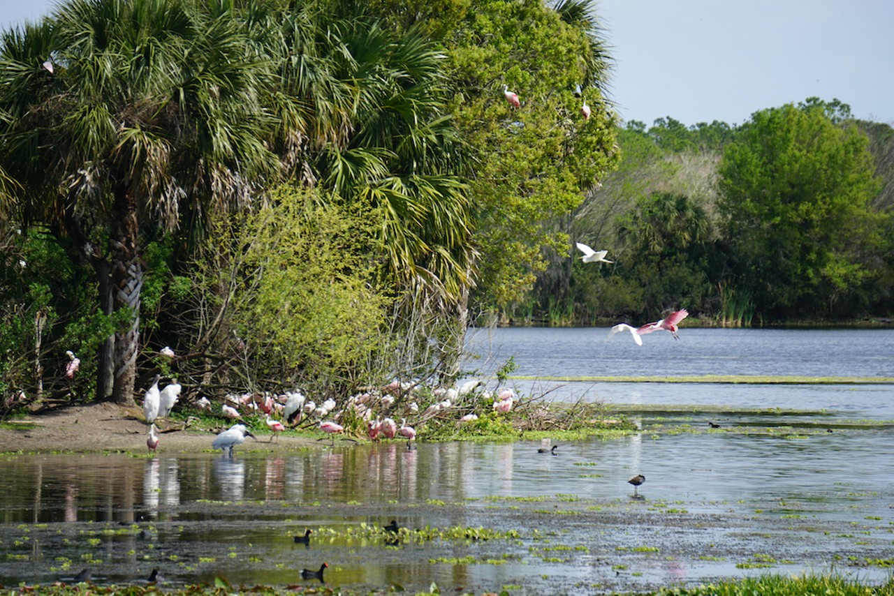 Every heron, gator, cypress knee and roseate spoonbill we saw at the Orlando Wetlands Festival
