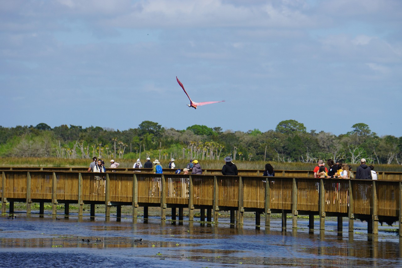 Every heron, gator, cypress knee and roseate spoonbill we saw at the Orlando Wetlands Festival
