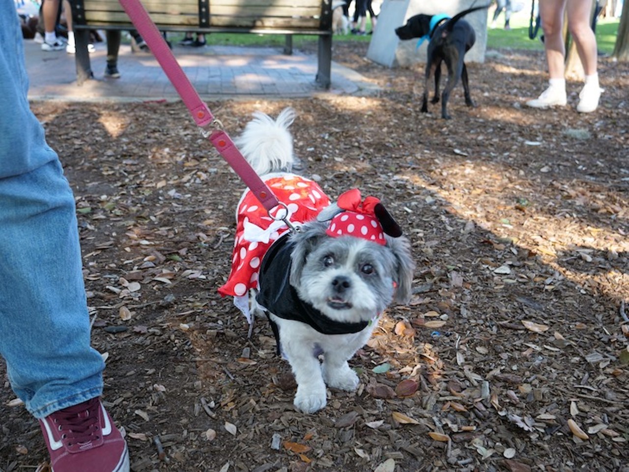 Every 'very good boy' we saw at Orlando's Paws in the Park 2019