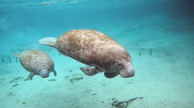 Florida boaters urged to look carefully for manatees as they seek out new sources of food