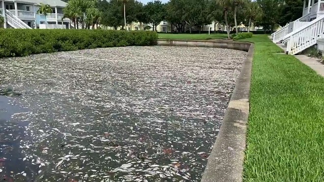 A video of a St. Petersberg canal shows massive amounts of dead fish from a recent red tide bloom.