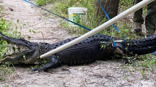 A nine-foot alligator severely injured a bicyclist who fell into the water where it was swimming.