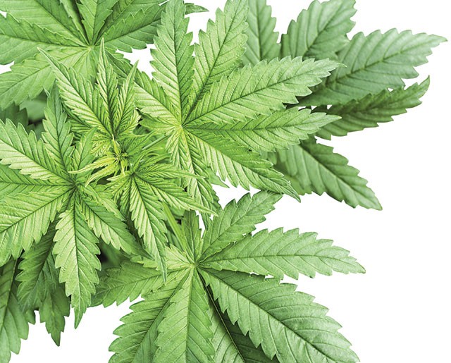 Florida medical-marijuana FAQ