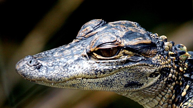 "Make sure to get my good side," said alligator stolen for birthday photoshoot