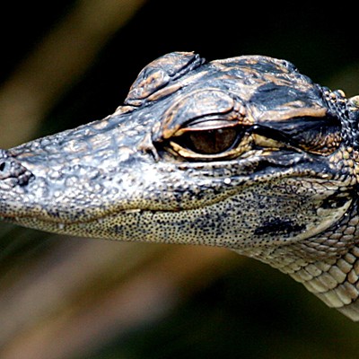 "Make sure to get my good side," said alligator stolen for birthday photoshoot