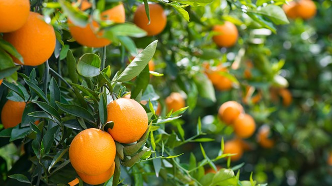Florida orange crop expected to hit lowest production level since Great Depression