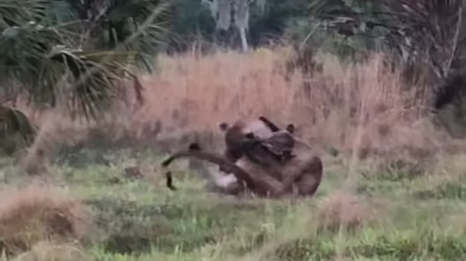 Florida panthers filmed fighting in the wild for the first time ever
