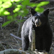 Florida wildlife officials give thumbs up for black bear hunt this fall