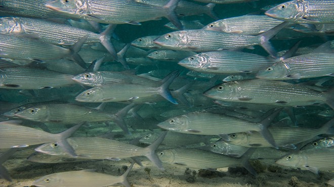 Florida's bonefish have a drug problem