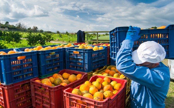 Florida's citrus industry slated for another rough year