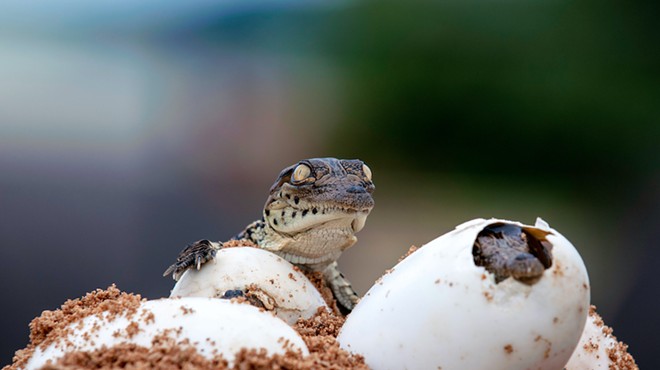 DeSoto County man convicted after investigation into illegal alligator egg laundering in Florida