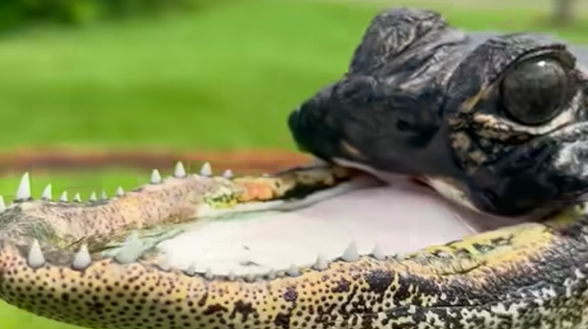 Gatorland alligator missing half its jaw named ‘Jawlene’ to honor Dolly Parton