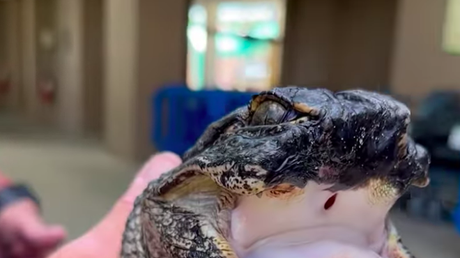 Gatorland takes in TikTok-famous alligator missing upper half of its jaw