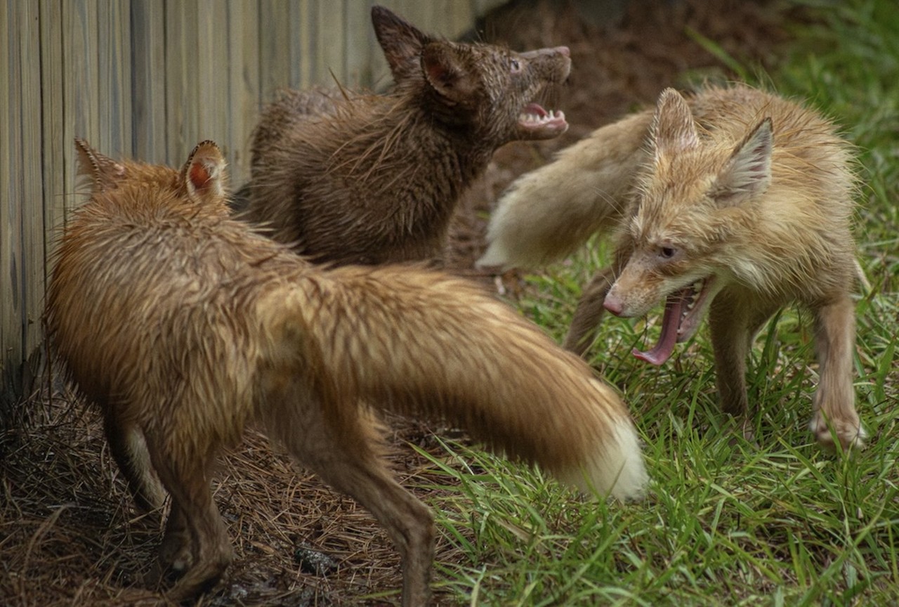 Gatorland welcomes its first-ever red fox family, saved from a fur farm