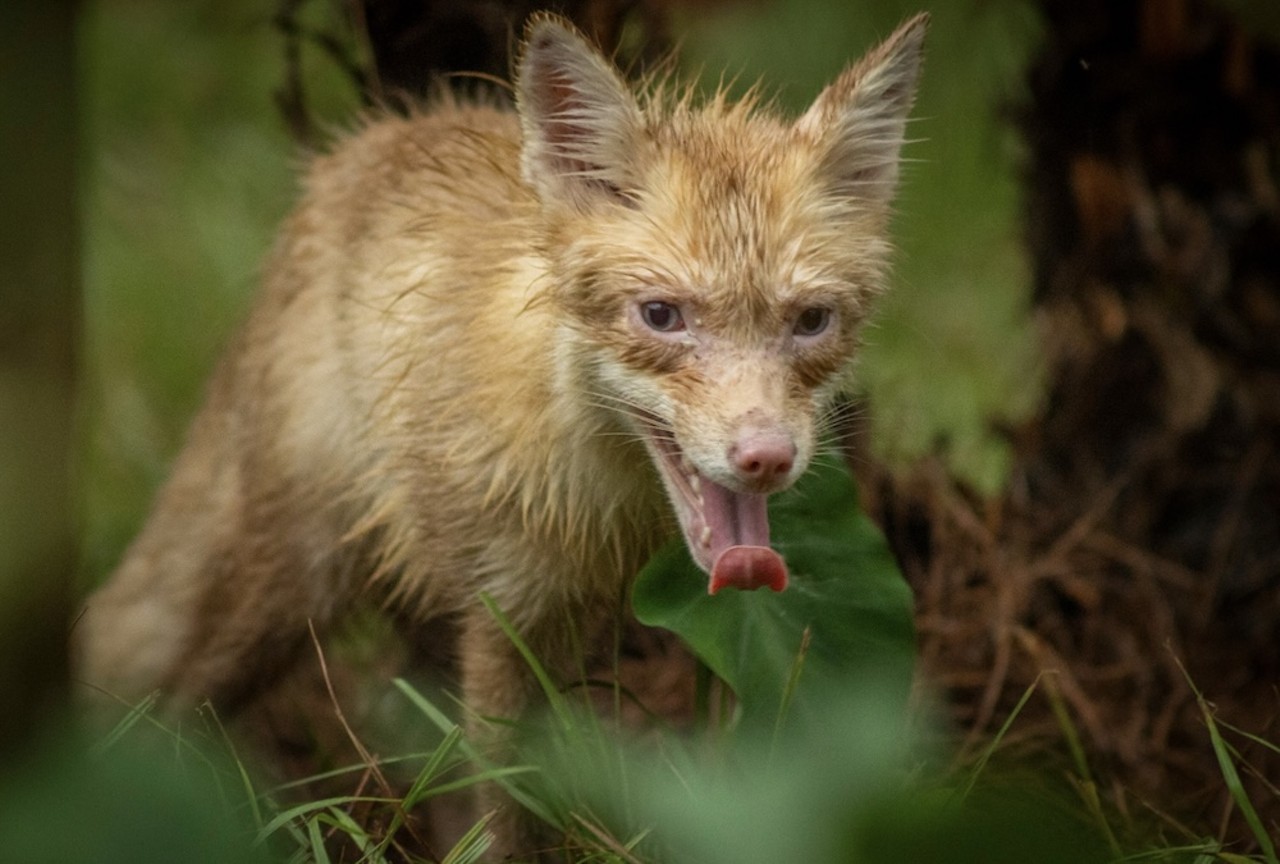 Gatorland welcomes its first-ever red fox family, saved from a fur farm