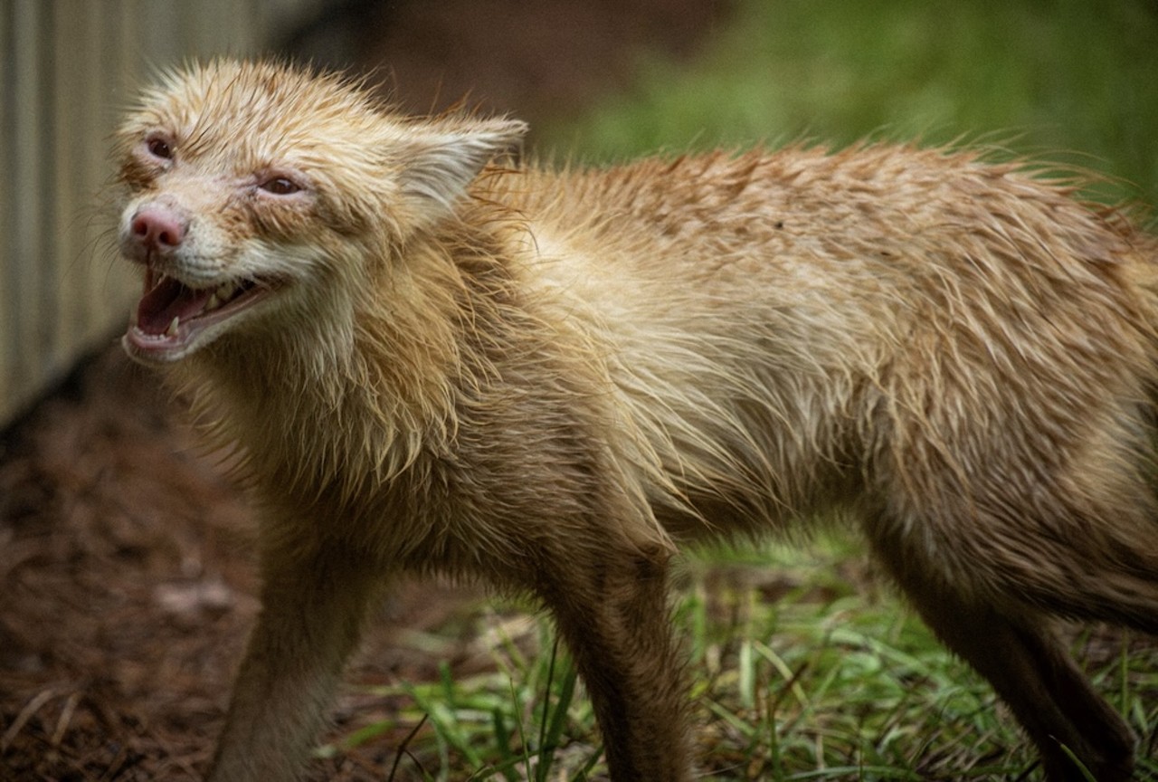 Gatorland welcomes its first-ever red fox family, saved from a fur farm