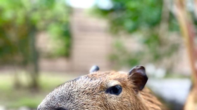 Gatorland's capybara siblings are getting a new home at park's Flamingo Island