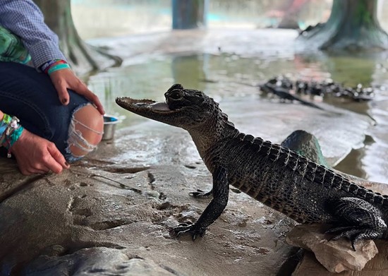 Gatorland’s Savannah Boan and alligator Jawlene fight to inspire empathy for non-cuddly critters that need support