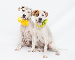 Gimme Shelter: Adopt these dogs from Orange County Animal Services