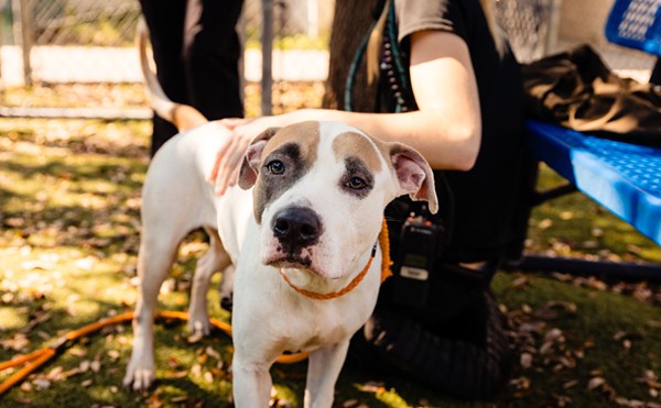 Adoptable dog Reagan needs a little patience, love and a new chapter in her life