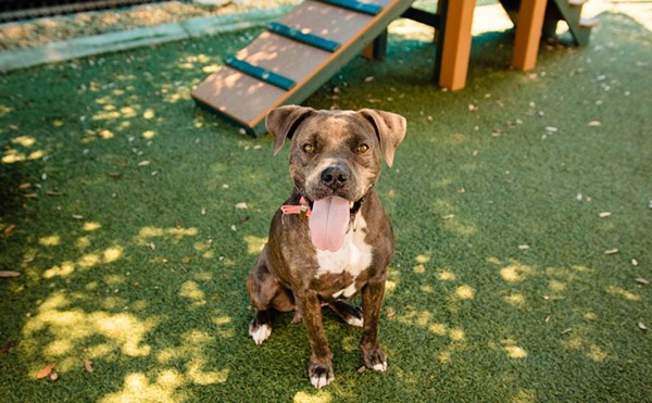 Adoptable dog Sugar is a small, cuddly four-year-old looking for a companion