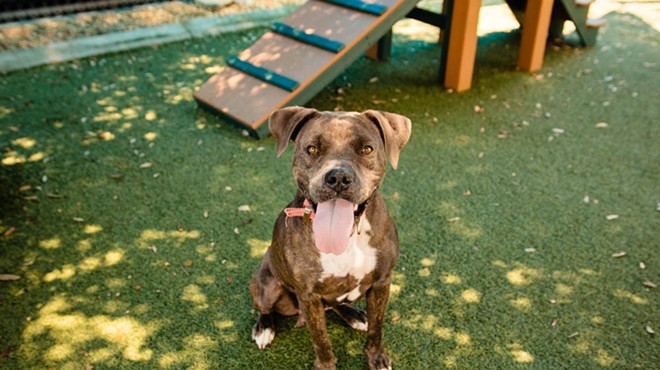 Adoptable dog Sugar is a small, cuddly four-year-old looking for a companion