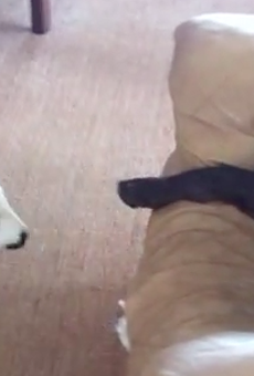 Happy Thursday. Here's a video of a baby lamb trying to get a lazy dog to pay attention.
