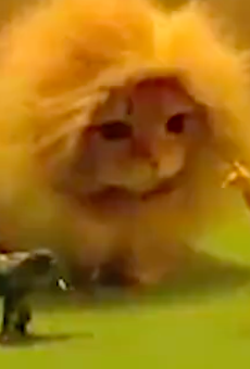 Happy Wednesday. Watch this video of a cat who is clearly King of the Jungle