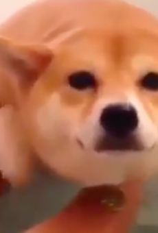 Happy Wednesday. Watch this video of a shiba inu pretending to be a submarine