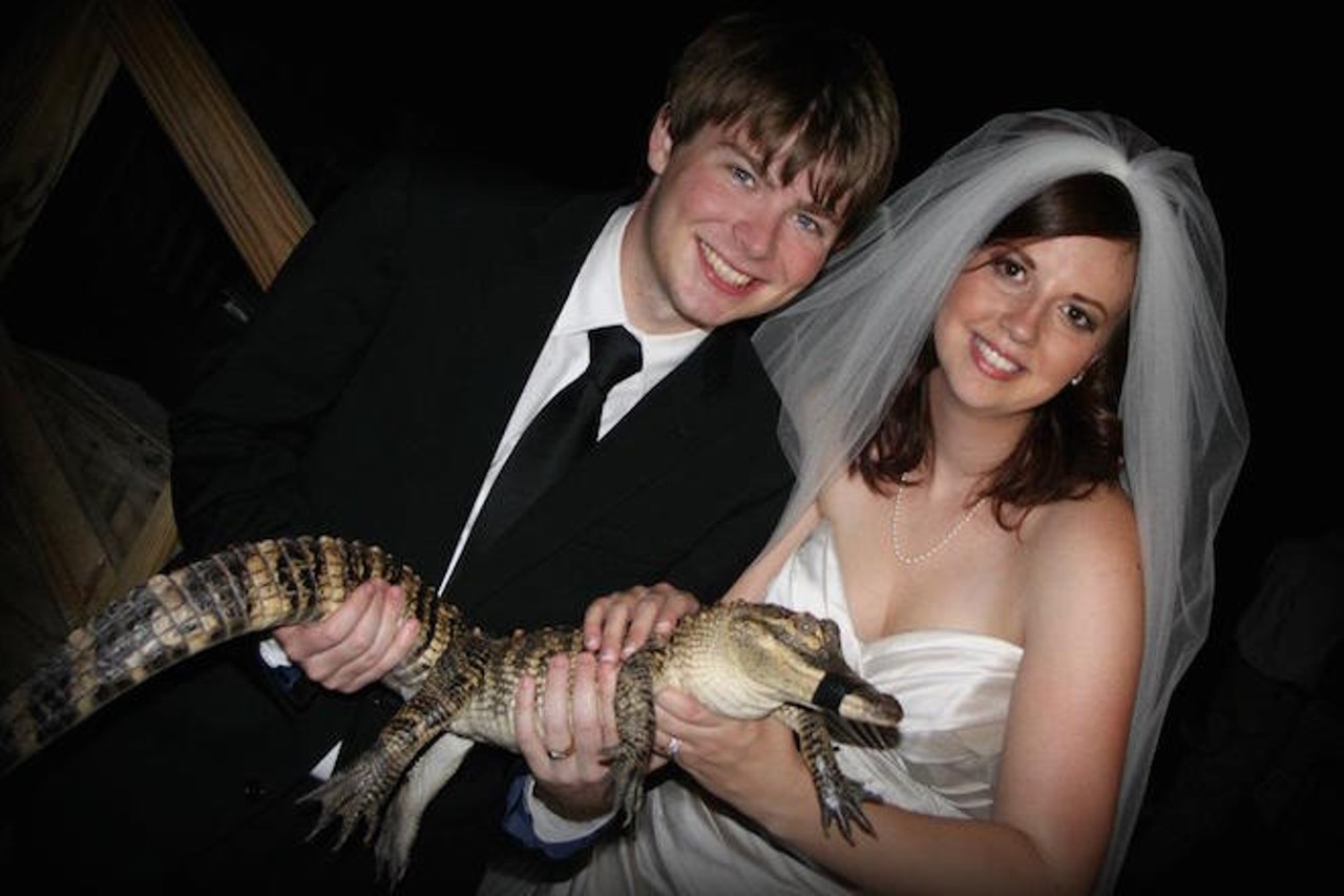 If you get married at Gatorland, you might be able to get a photo op with a baby gator. Photo via Gatorland.