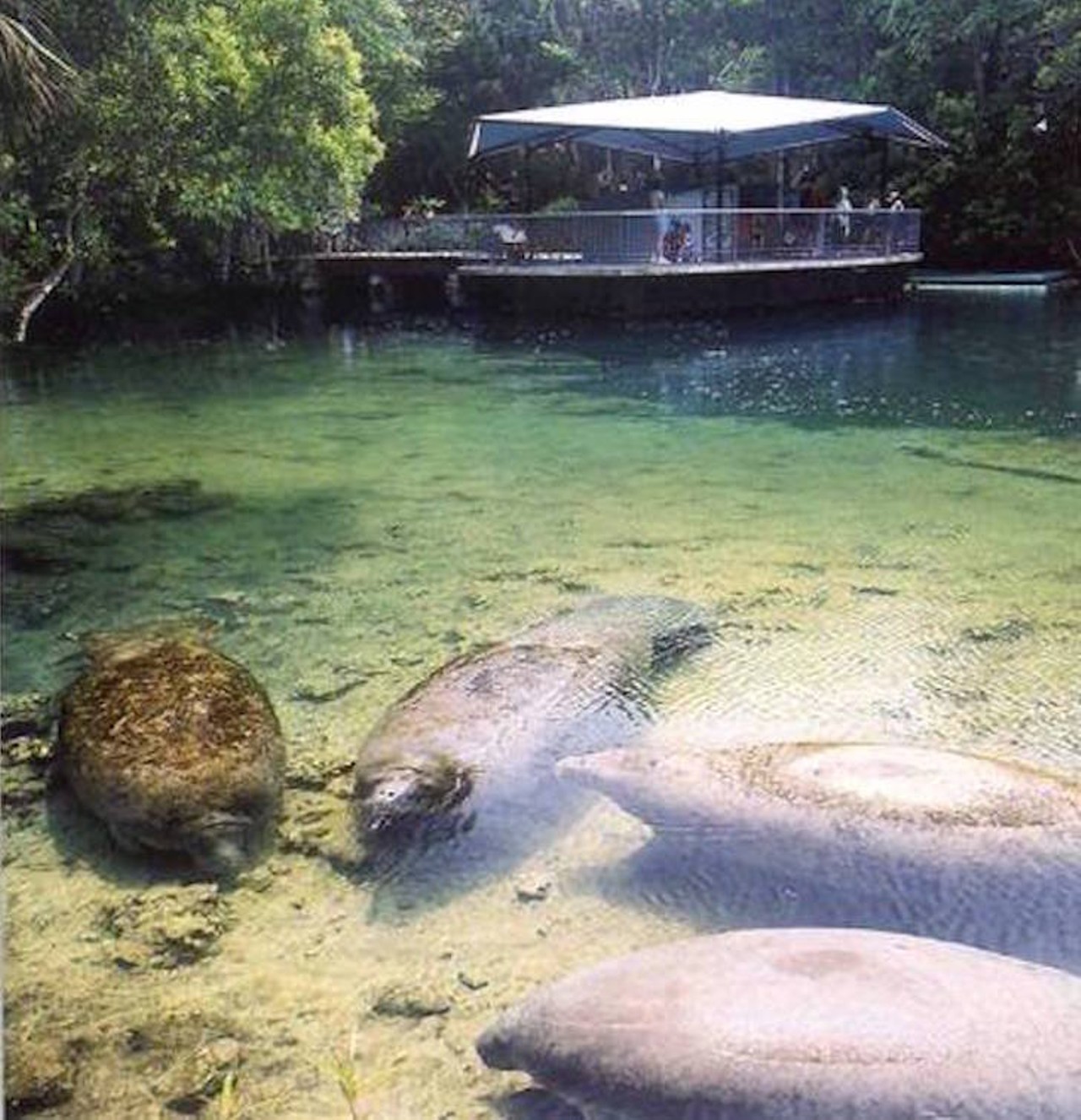 Ellie Schiller Homosassa Springs Wildlife State Park
4150 S Suncoast Blvd., Homosassa | 352-628-5343
It&#146;s easy to forget that the manatees in this park are seen all year round amidst the picnicking, bird-watching and hiking you&#146;ll probably be doing. Manatee programs are run three times a day, making them pretty hard to miss.
Photo via Delia Blankenship Pittman/Facebook