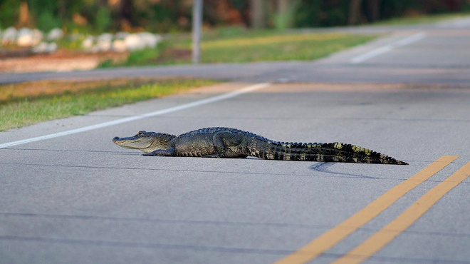 Hillsborough County man dies after crashing into 11-foot alligator in road