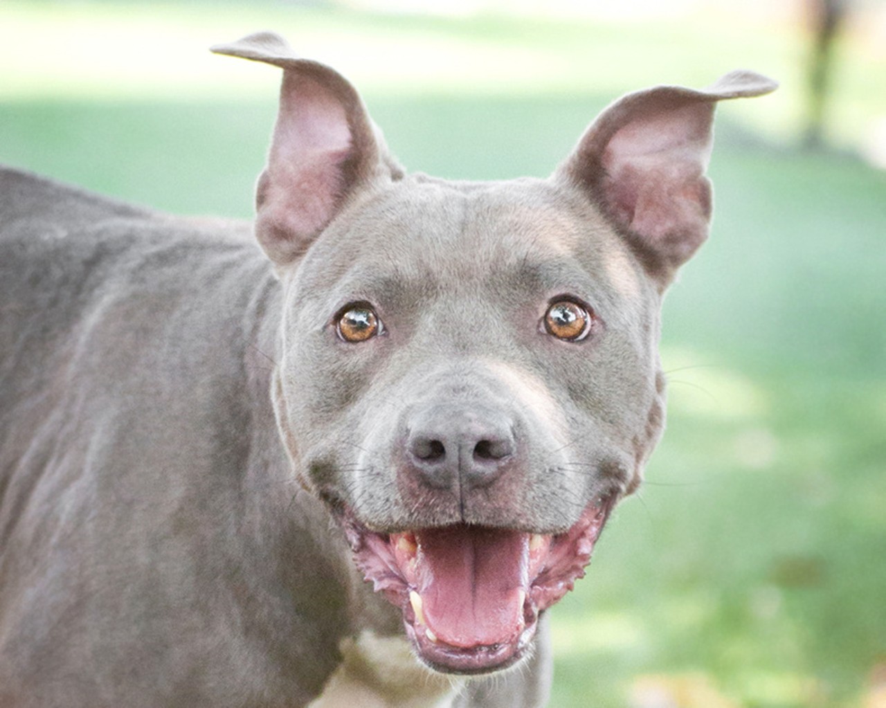It's raining cats and dogs! 31 adorable adoptable from Orange County Animal Services
