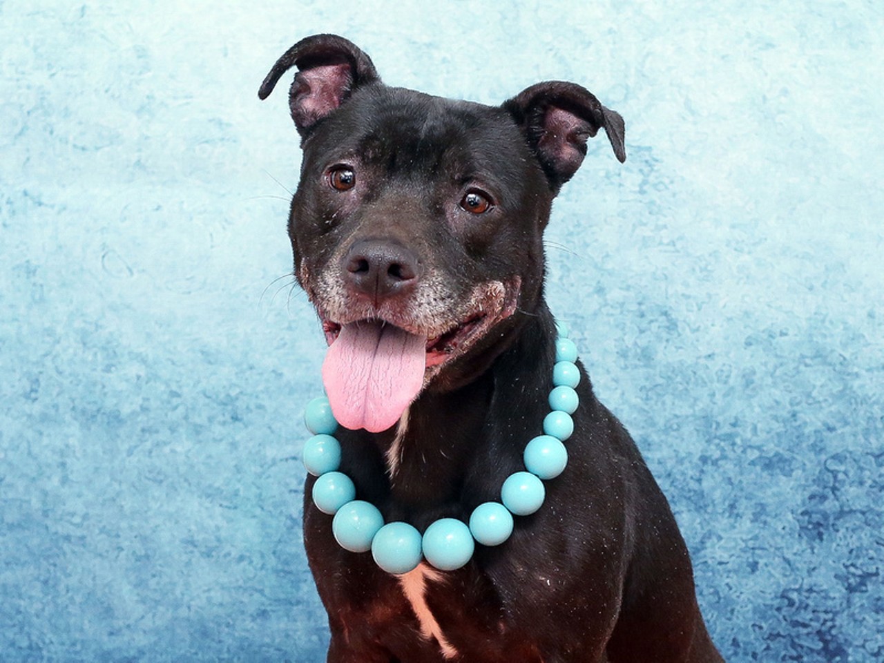 It's raining cats and dogs! 31 adorable adoptable from Orange County Animal Services