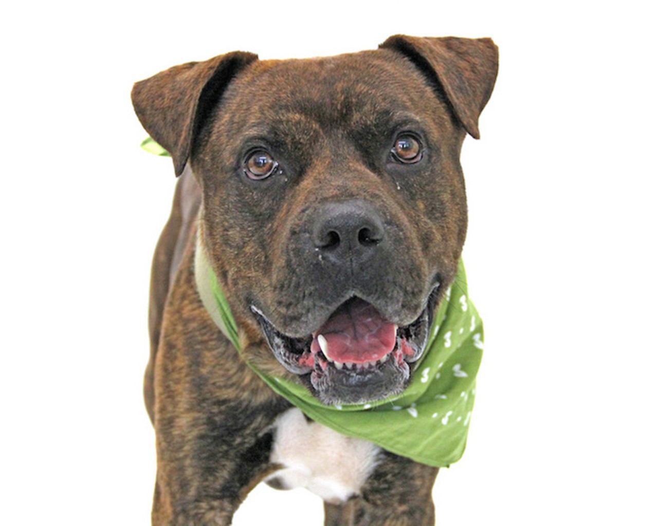 Kiss me, I'm adoptable: 16 adorable dogs looking for homes right now